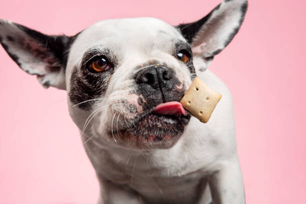 Canvas Print Dog catching a biscuit.