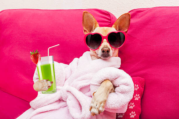 Canvas Print dog spa wellness