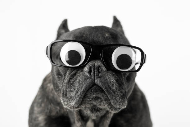 Canvas Print Dog with glasses and bulging eyes