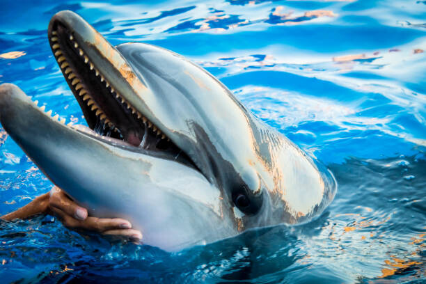 Canvas Print Dolphin smile in water scene with