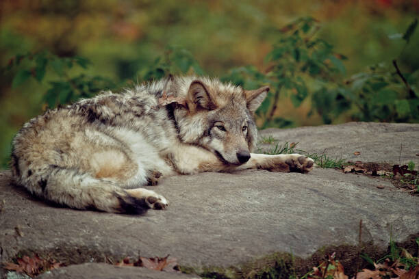Canvas Print Eastern Gray Wolf Laying On Rock