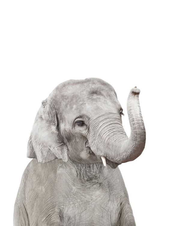 Canvas Print Elephant 2