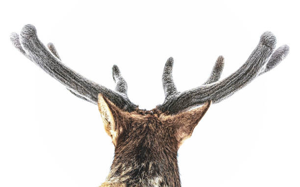 Canvas Print Elk, fuzzy velvet antler
