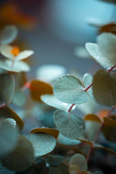 Canvas Print Eucalyptus