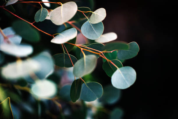 Canvas Print eucalyptus