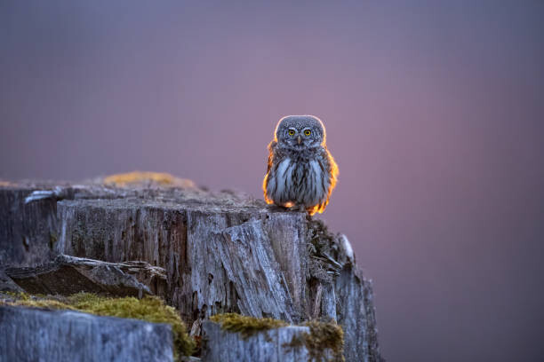 Canvas Print Eurasian pygmy owl in beautiful sunset