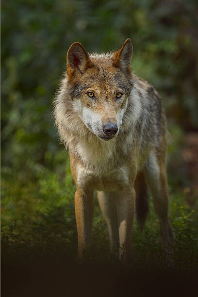 Canvas Print European Gray Wolf, Canis lupus lupus