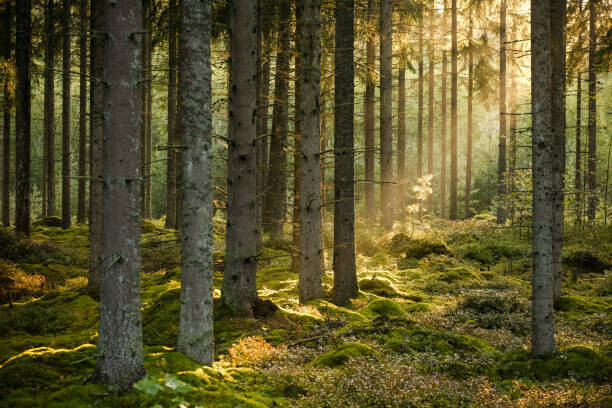 Canvas Print Evening sun shining in spruce forest