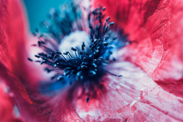 Canvas Print Extreme macro of a red poppy flower
