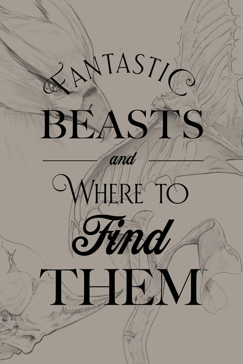 Canvas Print Fantastic Beasts - Where to find them