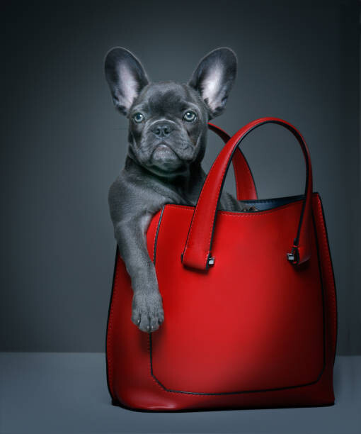 Canvas Print Female blue French Bulldog puppy in a handbag.