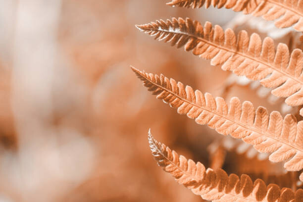 Canvas Print Fern leaf closeup, natural ferns pattern.