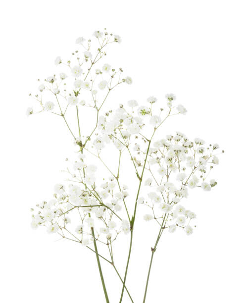 Canvas Print Few twigs with small white flowers