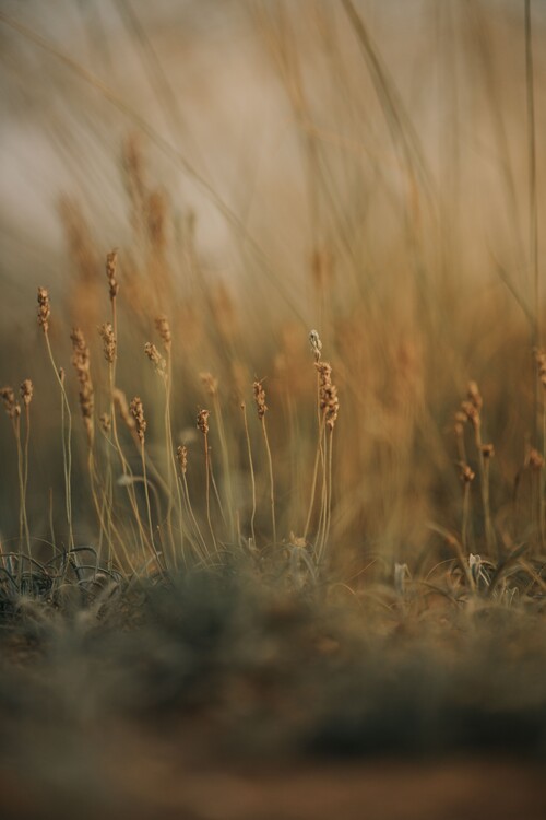 Canvas Print Field at golden hour 2