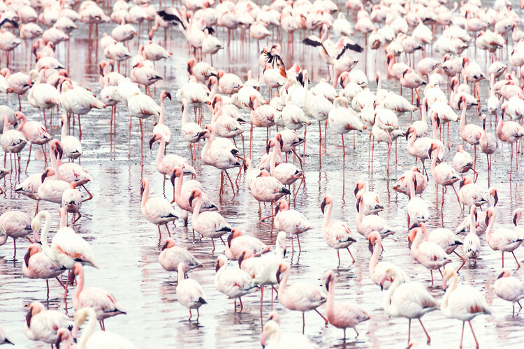Canvas Print Flock of flamingos