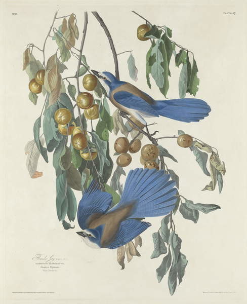 Canvas Print Florida Jays, 1830
