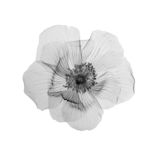 Canvas Print Flower in bloom, X-ray