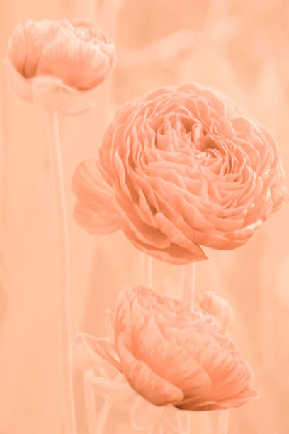 Canvas Print Flowers and buds of apricot-colored ranunculus