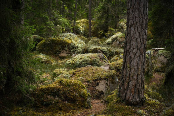 Canvas Print Forest environment in a primeval forest