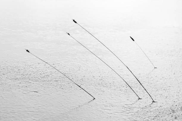 Canvas Print Four reeds poking through the ice
