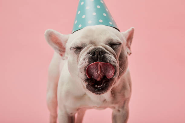 Canvas Print french bulldog in blue birthday cap
