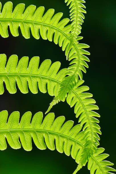 Canvas Print Fresh green fern leaves. Macrophotography