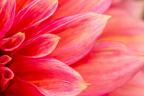 Canvas Print Fresh pink dahlia flower, photographed at