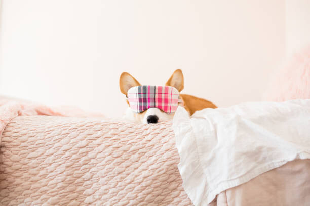 Canvas Print Front view of corgi with plaid