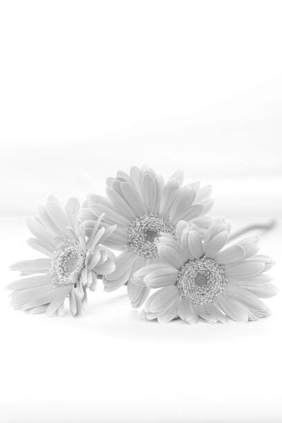 Canvas Print gerbera bouquet (monochrome)