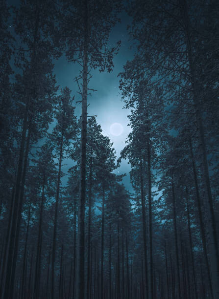 Canvas Print Ghostly winter trees against starry sky