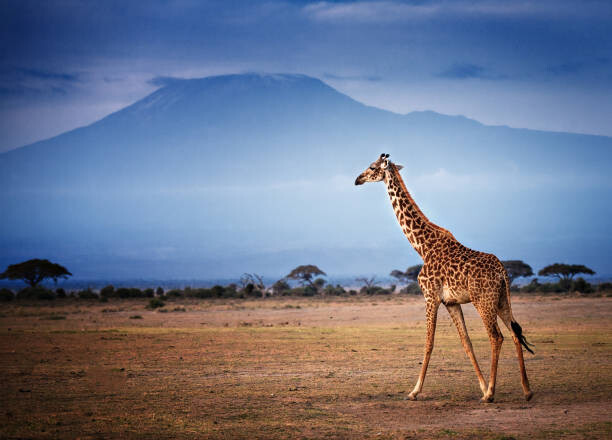 Canvas Print Giraffe Walking in Front of Mount
