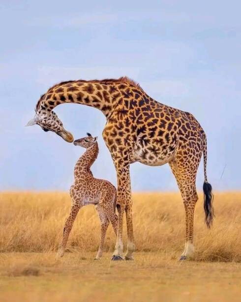 Canvas Print Giraffes