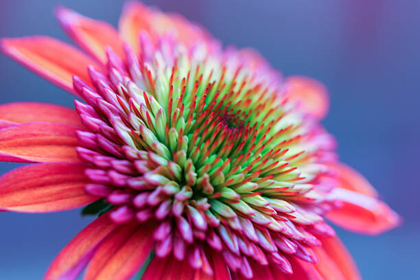 Canvas Print Gorgeous echinacea