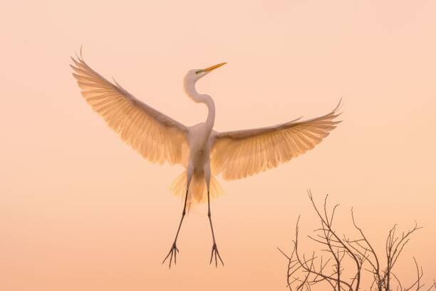Canvas Print Graceful white Heron in flight