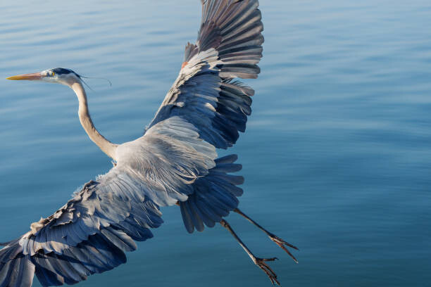 Canvas Print Great Blue Heron