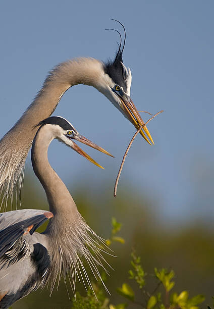 Canvas Print Great Blue Heron mating ritual