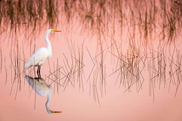 Canvas Print Great Egret at Sunrise in a Pink Colored Marsh