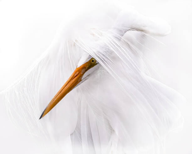 Canvas Print Great Egret Head Through White Plumage