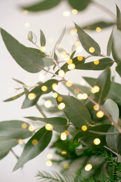 Canvas Print Green eucalyptus branches over white background