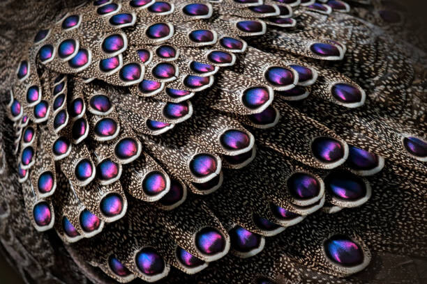 Canvas Print Grey peacock-pheasant, Polyplectron bicalcaratum, close-up detail