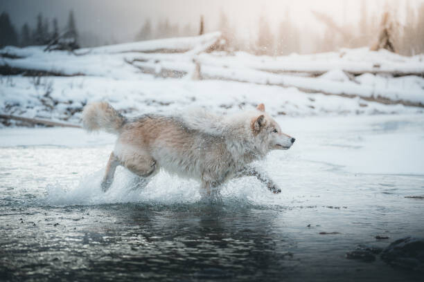 Canvas Print Grey wolf running in the frozen