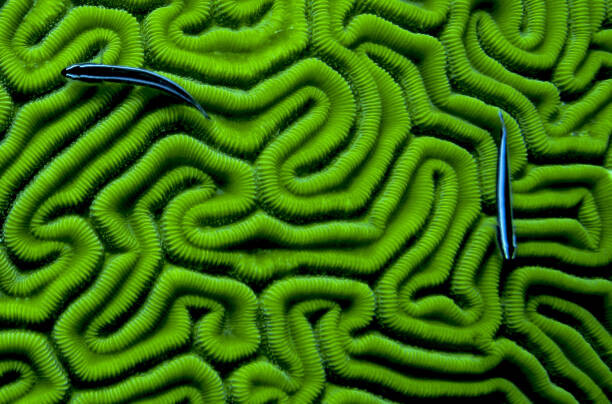 Canvas Print Grooved Brain Coral