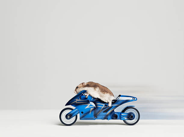 Canvas Print Hamster sitting on toy motorcycle, side