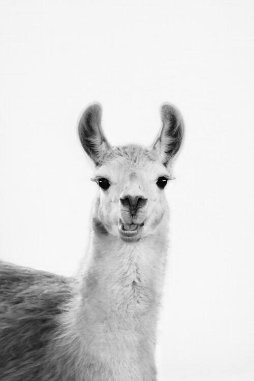 Canvas Print Happy llama