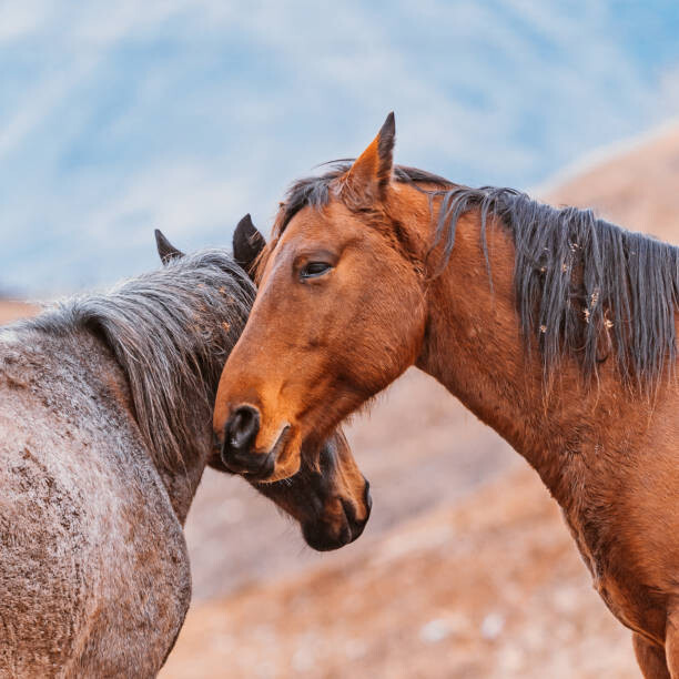 Canvas Print Heads of two horses, close to each other