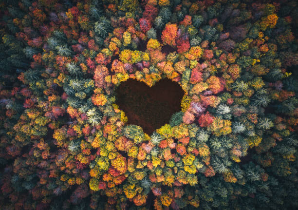 Canvas Print Heart Shape In Autumn Forest