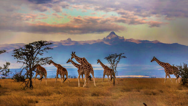 Canvas Print Herd of Reticulated giraffes in front