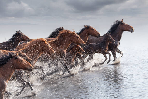 Canvas Print Herd of Wild Horses Running in Water