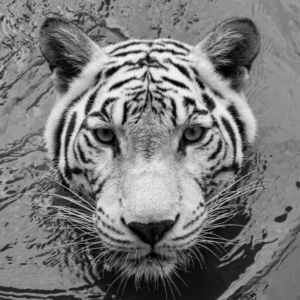 Canvas Print High angle portrait of white tiger,Songkhla,Thailand