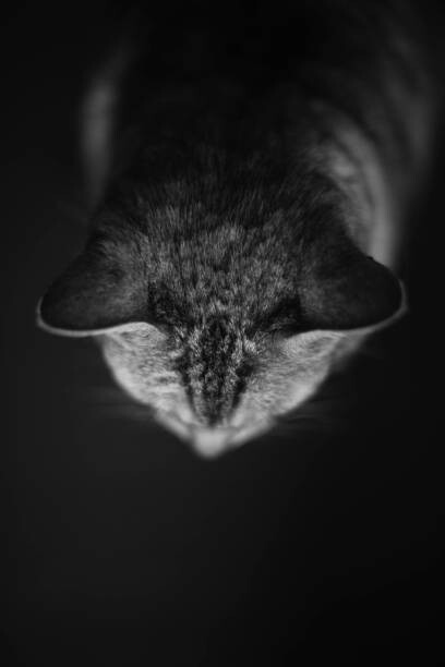 Canvas Print High angle view of a Silver